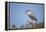 Black-Crowned Night Heron-Joe McDonald-Framed Premier Image Canvas