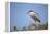 Black-Crowned Night Heron-Joe McDonald-Framed Premier Image Canvas
