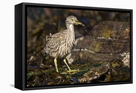 Black-Crowned Night Heron-Joe McDonald-Framed Premier Image Canvas