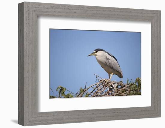 Black-Crowned Night Heron-Joe McDonald-Framed Photographic Print