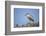 Black-Crowned Night Heron-Joe McDonald-Framed Photographic Print