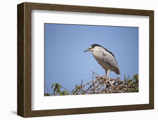 Black-Crowned Night Heron-Joe McDonald-Framed Photographic Print