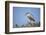 Black-Crowned Night Heron-Joe McDonald-Framed Photographic Print