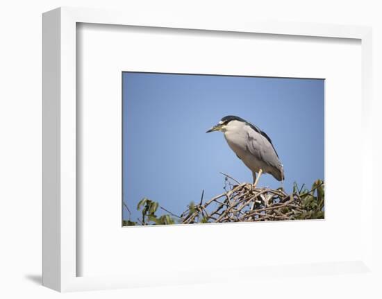 Black-Crowned Night Heron-Joe McDonald-Framed Photographic Print