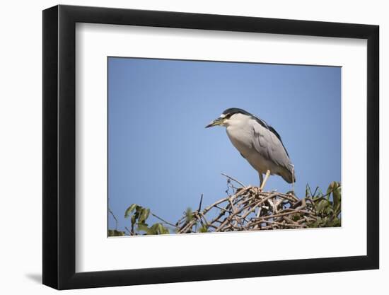 Black-Crowned Night Heron-Joe McDonald-Framed Photographic Print