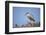 Black-Crowned Night Heron-Joe McDonald-Framed Photographic Print