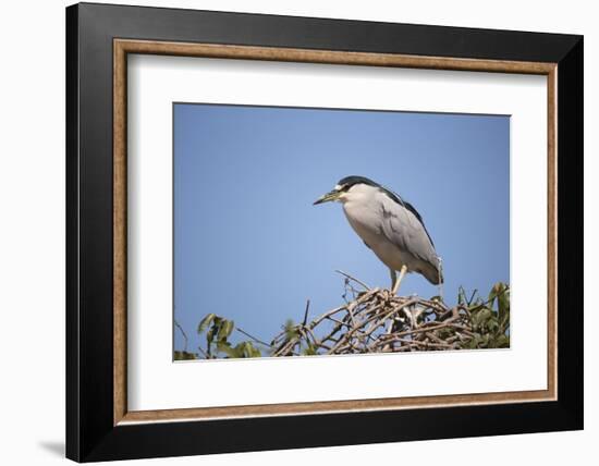 Black-Crowned Night Heron-Joe McDonald-Framed Photographic Print