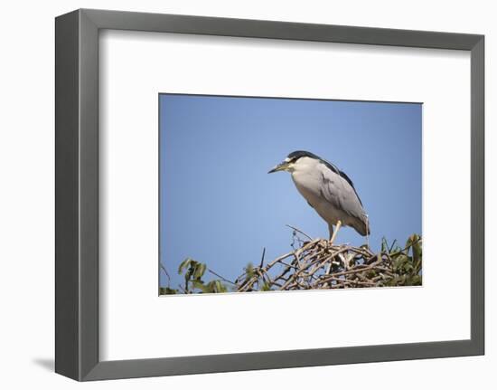 Black-Crowned Night Heron-Joe McDonald-Framed Photographic Print