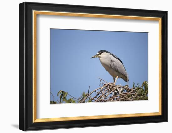 Black-Crowned Night Heron-Joe McDonald-Framed Photographic Print