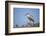 Black-Crowned Night Heron-Joe McDonald-Framed Photographic Print