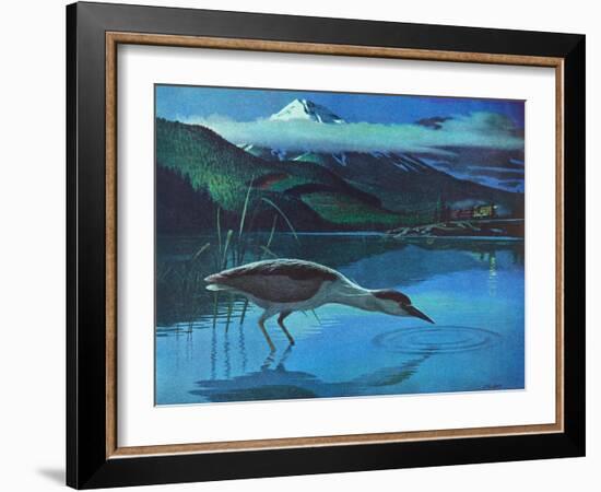 Black Crowned Night Heron-Stan Galli-Framed Giclee Print