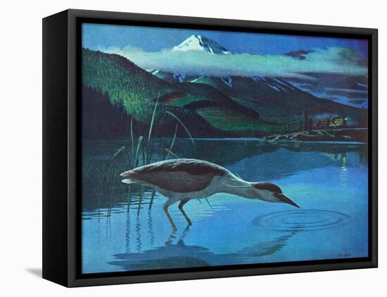 Black Crowned Night Heron-Stan Galli-Framed Premier Image Canvas