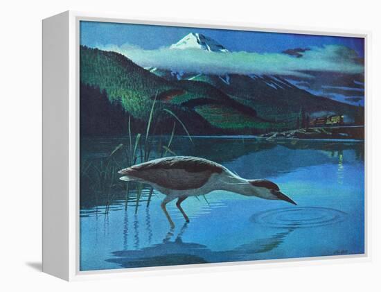 Black Crowned Night Heron-Stan Galli-Framed Premier Image Canvas