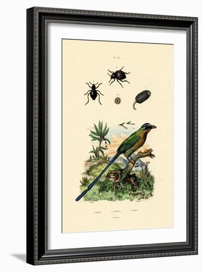 Black Cucumber, 1833-39-null-Framed Giclee Print