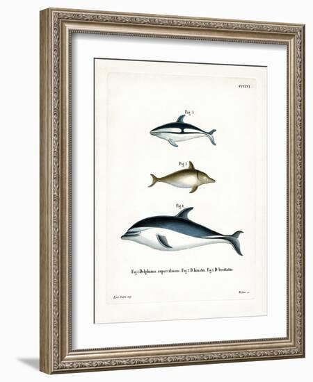 Black Dolphin-null-Framed Giclee Print