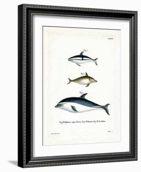 Black Dolphin-null-Framed Giclee Print