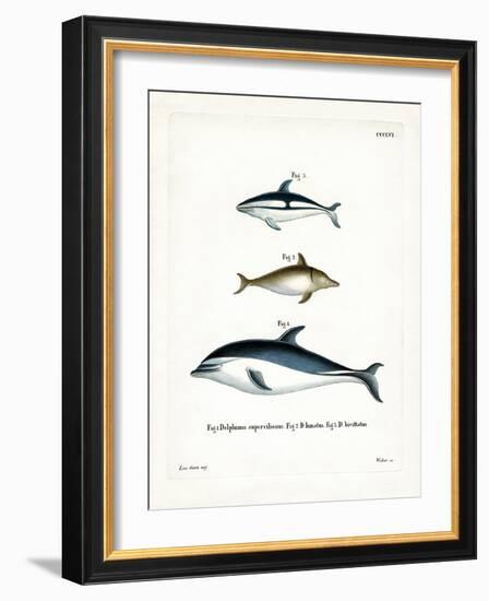 Black Dolphin-null-Framed Giclee Print