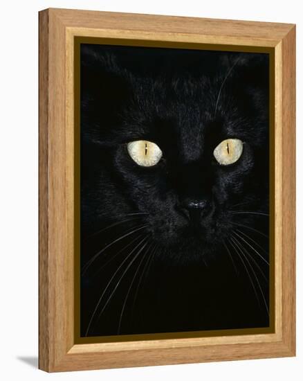 Black Domestic Cat, Eyes with Pupils Closed in Bright Light-Jane Burton-Framed Premier Image Canvas