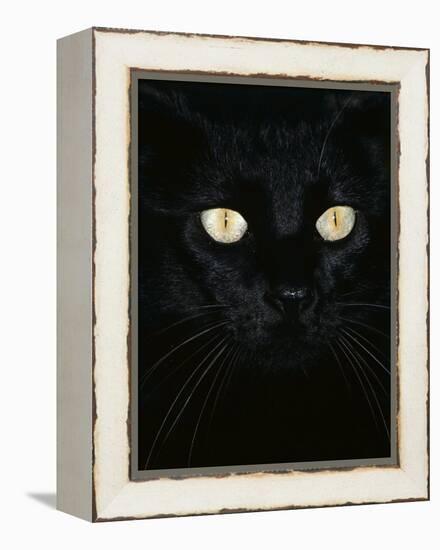 Black Domestic Cat, Eyes with Pupils Closed in Bright Light-Jane Burton-Framed Premier Image Canvas