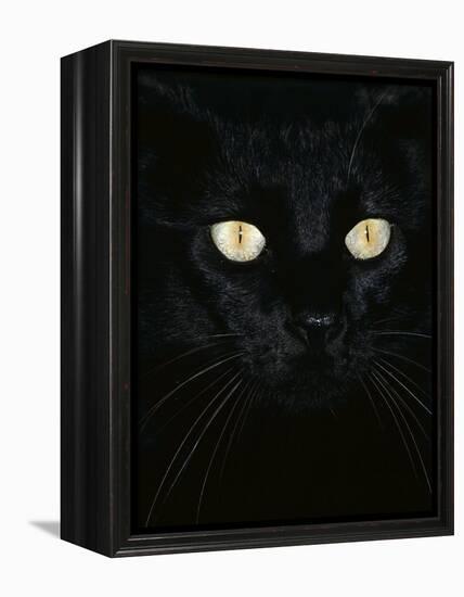 Black Domestic Cat, Eyes with Pupils Closed in Bright Light-Jane Burton-Framed Premier Image Canvas