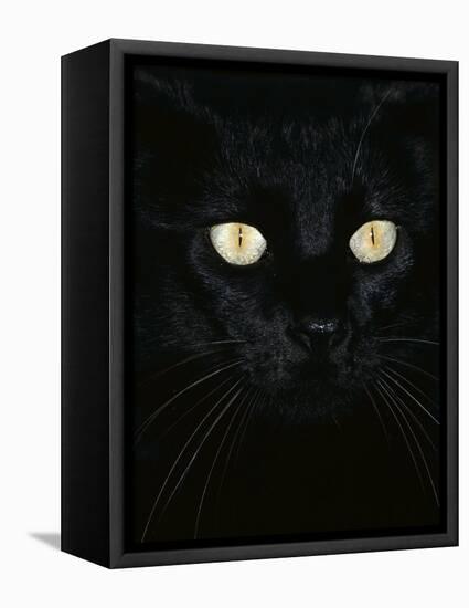 Black Domestic Cat, Eyes with Pupils Closed in Bright Light-Jane Burton-Framed Premier Image Canvas