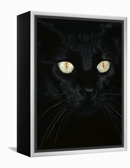 Black Domestic Cat, Eyes with Pupils Closed in Bright Light-Jane Burton-Framed Premier Image Canvas