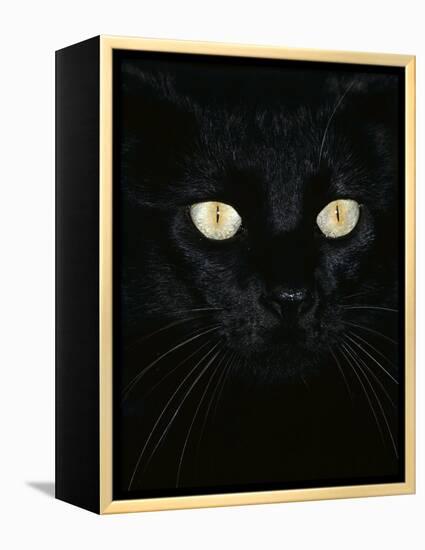 Black Domestic Cat, Eyes with Pupils Closed in Bright Light-Jane Burton-Framed Premier Image Canvas