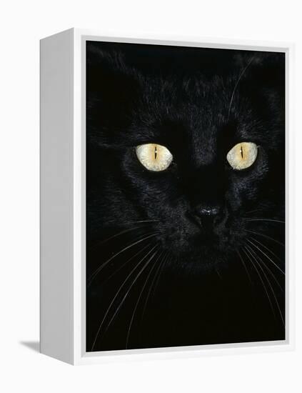 Black Domestic Cat, Eyes with Pupils Closed in Bright Light-Jane Burton-Framed Premier Image Canvas