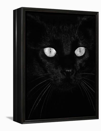 Black Domestic Cat, Eyes with Pupils Closed in Bright Light-Jane Burton-Framed Premier Image Canvas