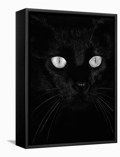 Black Domestic Cat, Eyes with Pupils Closed in Bright Light-Jane Burton-Framed Premier Image Canvas