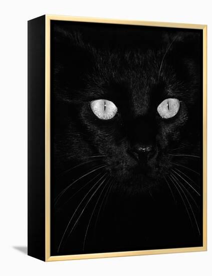 Black Domestic Cat, Eyes with Pupils Closed in Bright Light-Jane Burton-Framed Premier Image Canvas