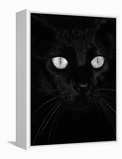 Black Domestic Cat, Eyes with Pupils Closed in Bright Light-Jane Burton-Framed Premier Image Canvas