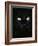 Black Domestic Cat, Eyes with Pupils Closed in Bright Light-Jane Burton-Framed Photographic Print