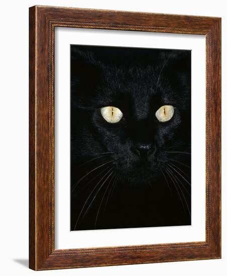 Black Domestic Cat, Eyes with Pupils Closed in Bright Light-Jane Burton-Framed Photographic Print