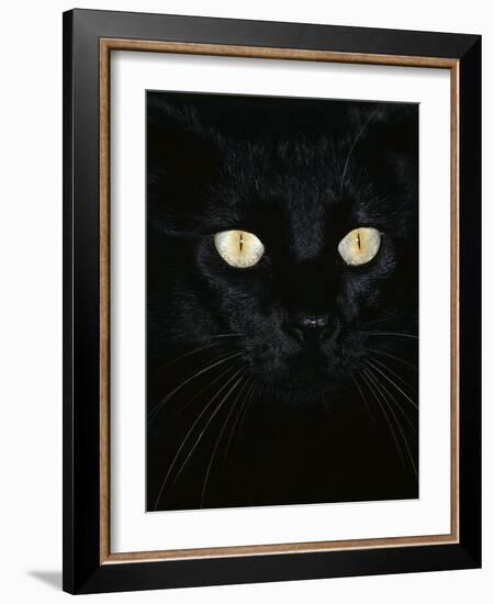 Black Domestic Cat, Eyes with Pupils Closed in Bright Light-Jane Burton-Framed Photographic Print