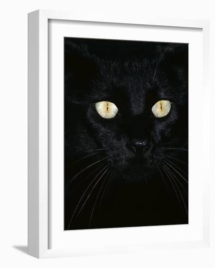 Black Domestic Cat, Eyes with Pupils Closed in Bright Light-Jane Burton-Framed Photographic Print