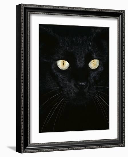 Black Domestic Cat, Eyes with Pupils Closed in Bright Light-Jane Burton-Framed Photographic Print