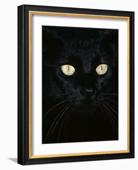 Black Domestic Cat, Eyes with Pupils Closed in Bright Light-Jane Burton-Framed Photographic Print