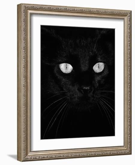 Black Domestic Cat, Eyes with Pupils Closed in Bright Light-Jane Burton-Framed Photographic Print