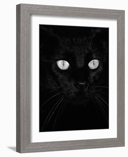 Black Domestic Cat, Eyes with Pupils Closed in Bright Light-Jane Burton-Framed Photographic Print