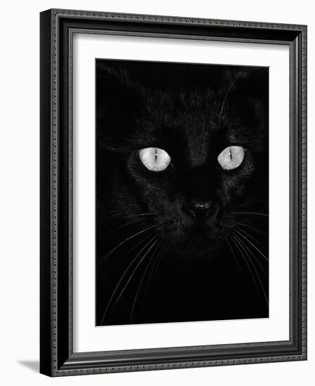 Black Domestic Cat, Eyes with Pupils Closed in Bright Light-Jane Burton-Framed Photographic Print