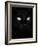 Black Domestic Cat, Eyes with Pupils Closed in Bright Light-Jane Burton-Framed Photographic Print