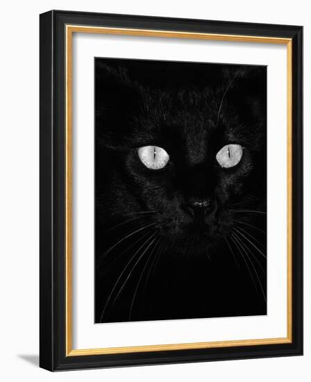 Black Domestic Cat, Eyes with Pupils Closed in Bright Light-Jane Burton-Framed Photographic Print