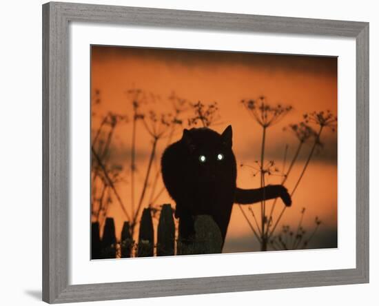 Black Domestic Cat Silhouetted Against Sunset Sky, Eyes Reflecting the Light, UK-Jane Burton-Framed Photographic Print