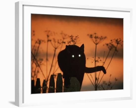 Black Domestic Cat Silhouetted Against Sunset Sky, Eyes Reflecting the Light, UK-Jane Burton-Framed Photographic Print