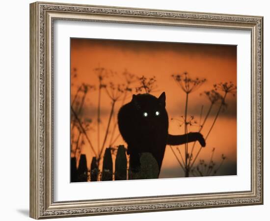 Black Domestic Cat Silhouetted Against Sunset Sky, Eyes Reflecting the Light, UK-Jane Burton-Framed Photographic Print