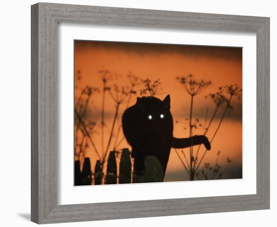 Black Domestic Cat Silhouetted Against Sunset Sky, Eyes Reflecting the Light, UK-Jane Burton-Framed Photographic Print