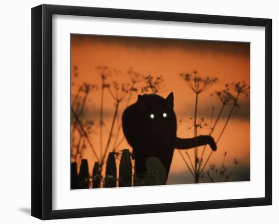 Black Domestic Cat Silhouetted Against Sunset Sky, Eyes Reflecting the Light, UK-Jane Burton-Framed Photographic Print