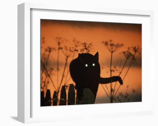 Black Domestic Cat Silhouetted Against Sunset Sky, Eyes Reflecting the Light, UK-Jane Burton-Framed Photographic Print