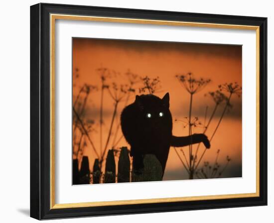 Black Domestic Cat Silhouetted Against Sunset Sky, Eyes Reflecting the Light, UK-Jane Burton-Framed Photographic Print